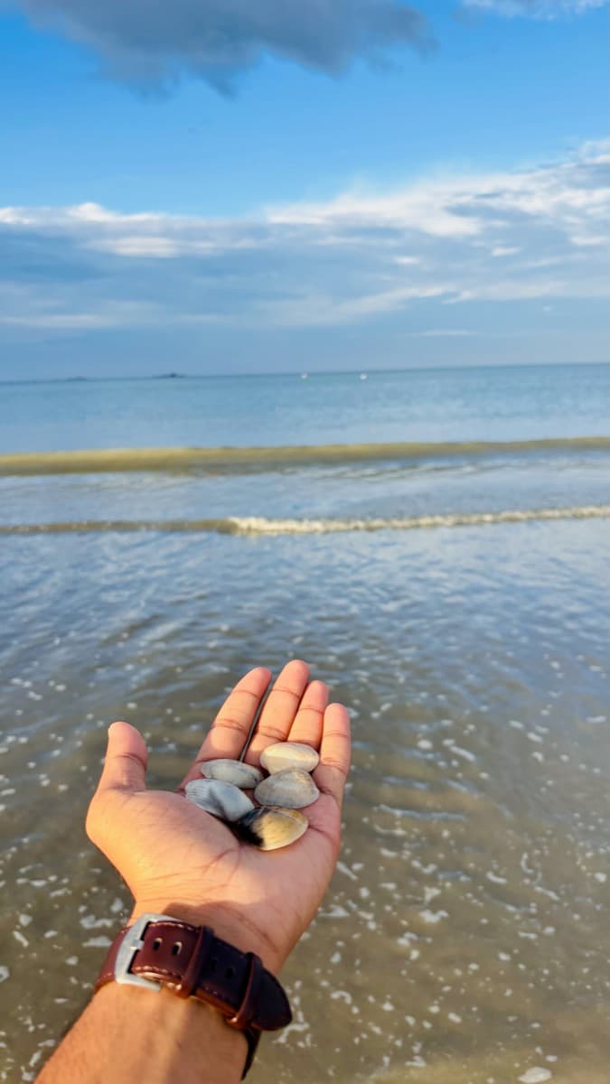 Collecting shells by the shore
